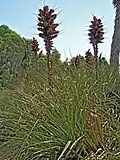 Puya chilensis