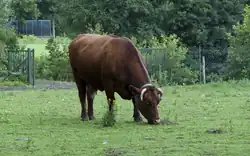 West-Vlaams rood in Puyenbroeck