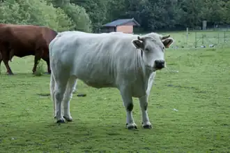 Belgisch witblauw in Puyenbroeck als onderdeel van het project Levend erfgoed