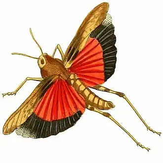 Pycnodictya obscura