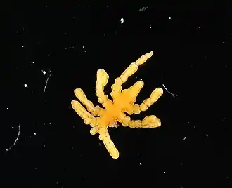 Pycnogonum crosnieri