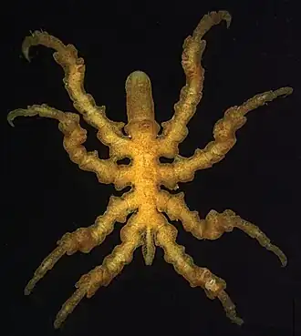 Pycnogonum nodulosum