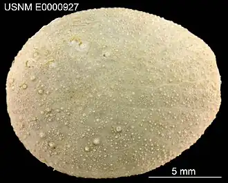 Pycnolampas oviformis