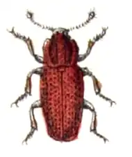 Pycnomerus terebrans