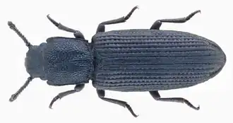 Pycnomerus fuliginosus