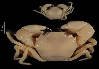 Pycnoplax surugensis