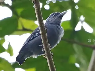 Vlekvleugelmierklauwier