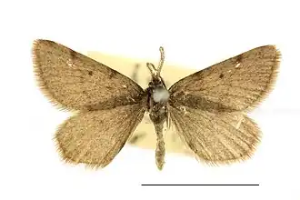 Macaria fusca