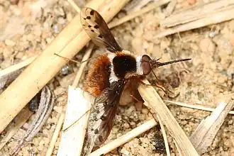 Bombylius pygmaeus