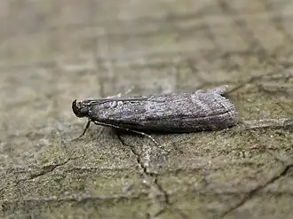 Matilella fusca