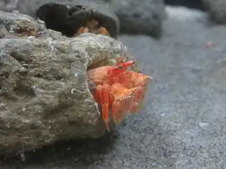 Pylocheles mortensenii