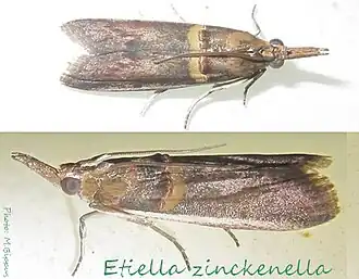 Etiella
