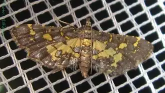 Eurrhyparodes tricoloralis