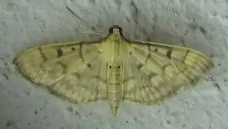 Herpetogramma couteyeni