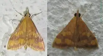 Pyrausta phoenicealis