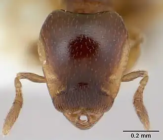 Strumigenys appretiata