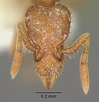 Strumigenys arizonica
