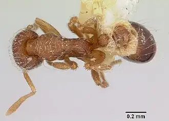 Strumigenys bimarginata