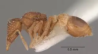 Strumigenys californica