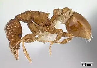 Strumigenys cavinasis