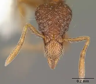 Strumigenys clypeata