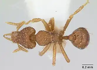 Strumigenys crassicornis