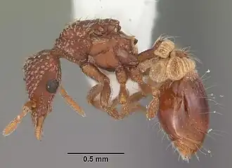 Strumigenys creightoni