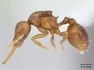 Strumigenys denticulata