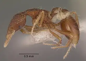 Strumigenys elegantula