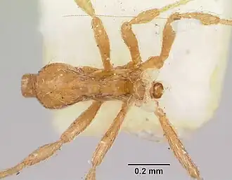 Strumigenys filitalpa