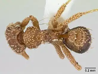 Strumigenys geoterra