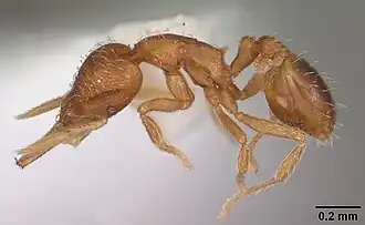 Strumigenys gundlachi