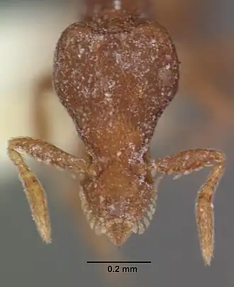 Strumigenys impidora