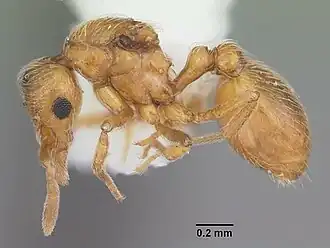 Strumigenys inopina