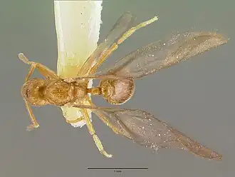 Strumigenys inquilina