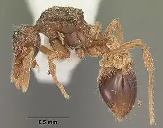 Strumigenys laevinasis