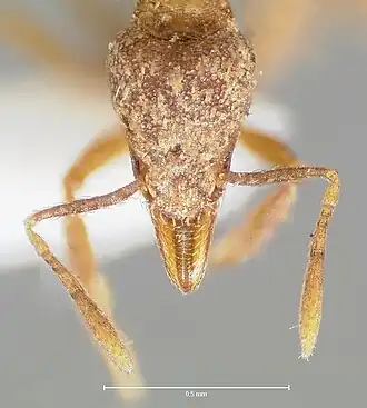 Strumigenys ludovici