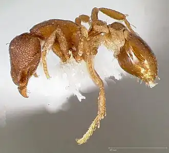 Strumigenys membranifera