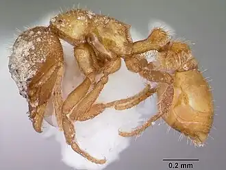 Strumigenys memorialis