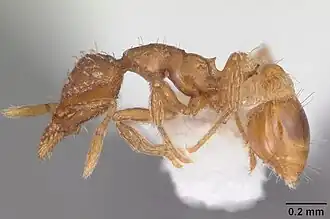 Strumigenys missouriensis