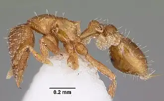 Strumigenys nepalensis