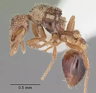 Strumigenys ohioensis