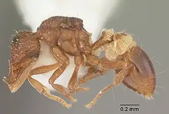Strumigenys ornata