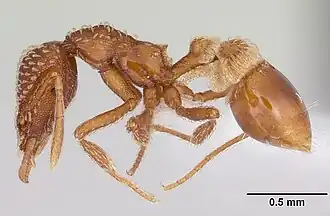 Strumigenys pergandei