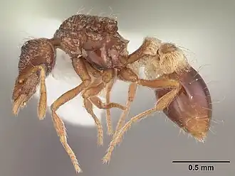 Strumigenys pilinasis