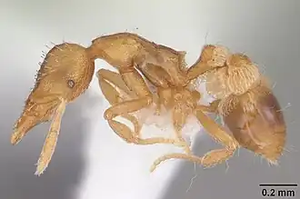 Strumigenys pulchella