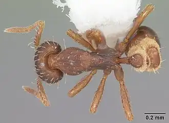 Strumigenys rostrata