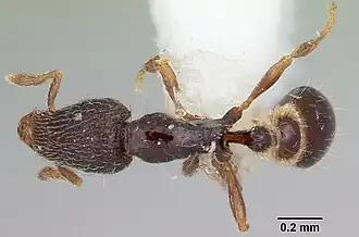 Strumigenys sistrura