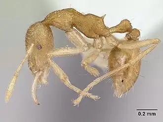 Strumigenys sulumana