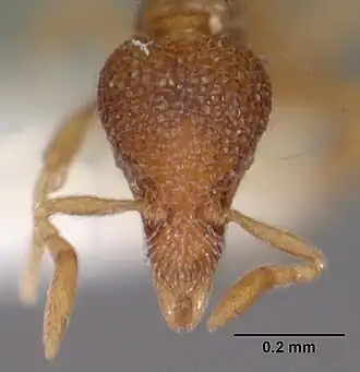 Strumigenys tacta